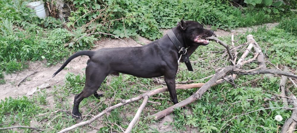 Вязка Питбуль, кабель ищет сучку