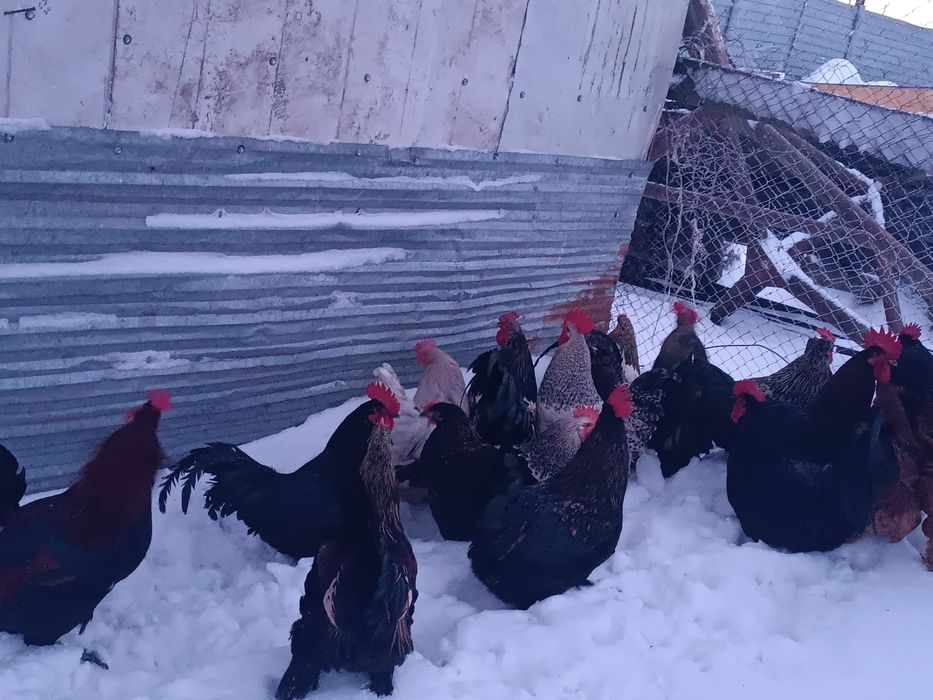 Әтештер бар 15 те