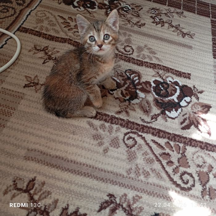 Отдам замечательных котят в любящие руки