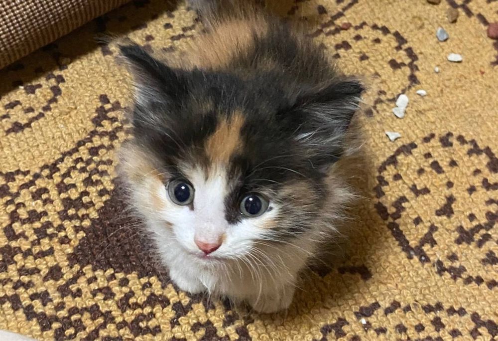 Котята в добрые и ответственные руки