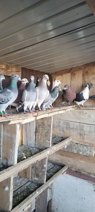 Porumbei vind sau schimb