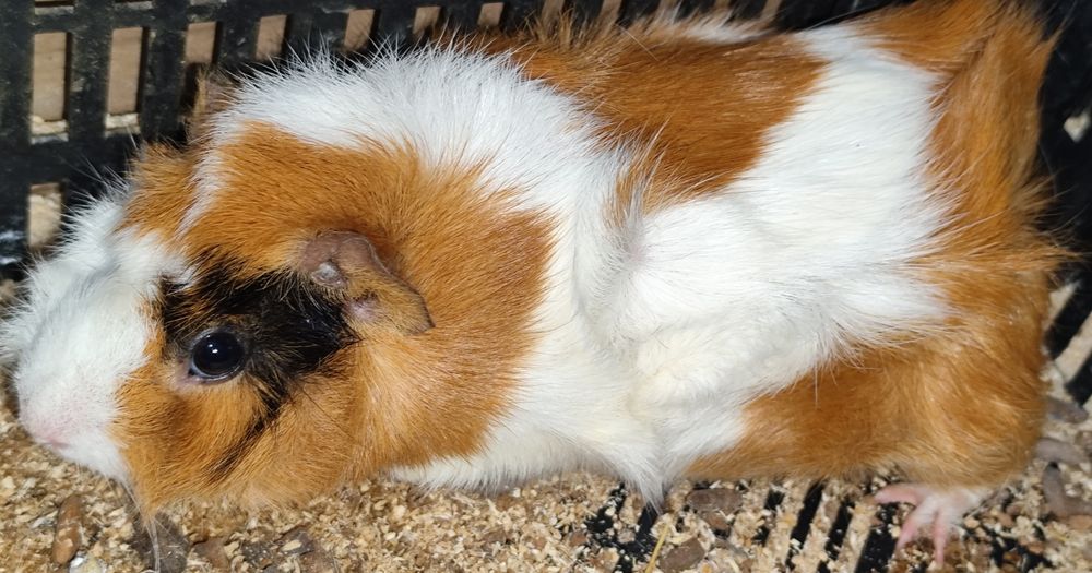 Морская свинка розетка