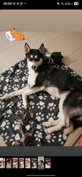 Adopții-husky siberian