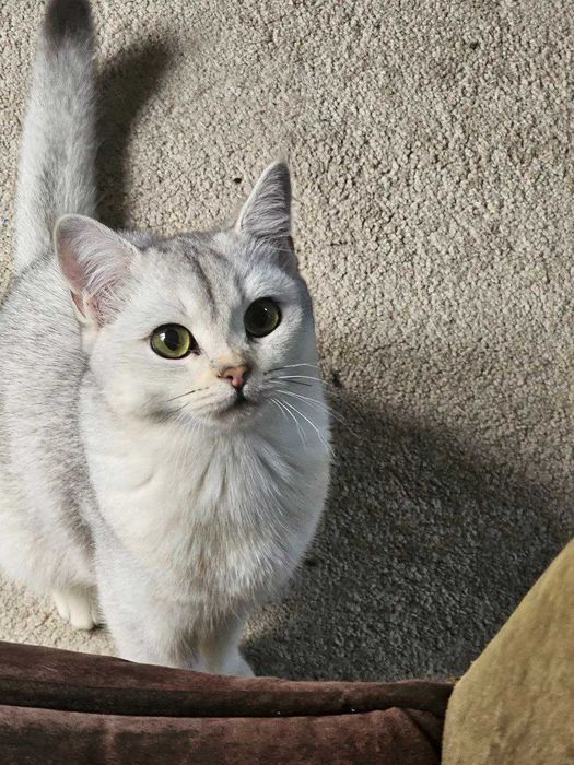 Mushuklar shinshila F1