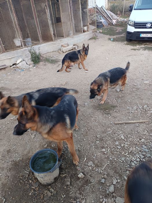 Малки елитни немски овчарки