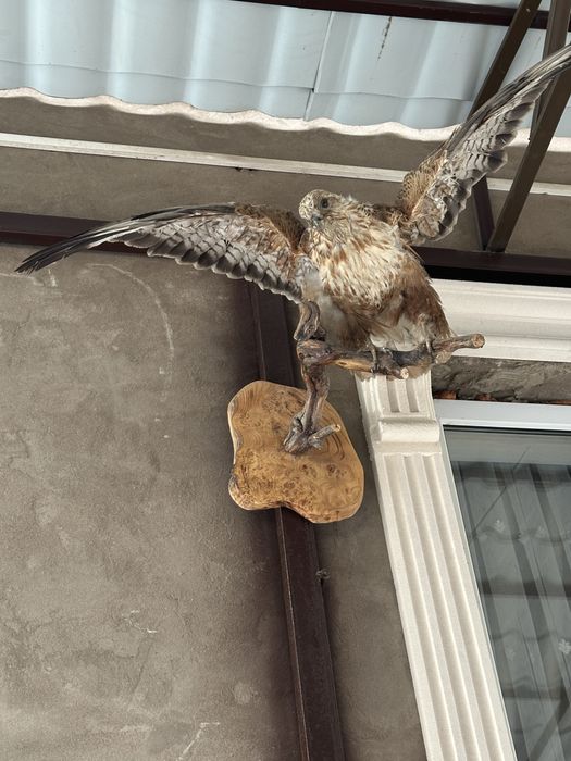 Чучело Орлы «Длинноногий Канюк» подарок очень достойного человека !!!