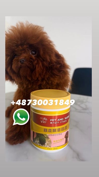 pudel femelă toy fci