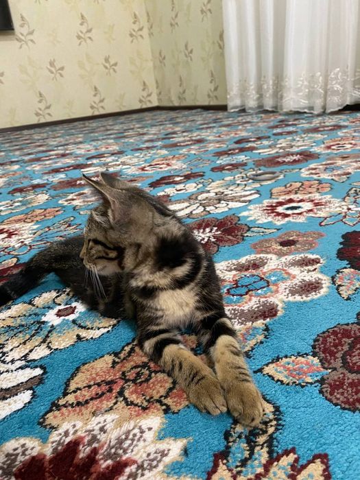 Отдам котят в хорошие руки