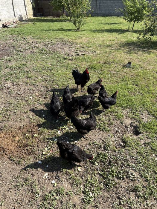 Джерски гигант куры