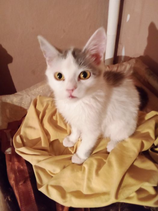 Отдам в добрые руки