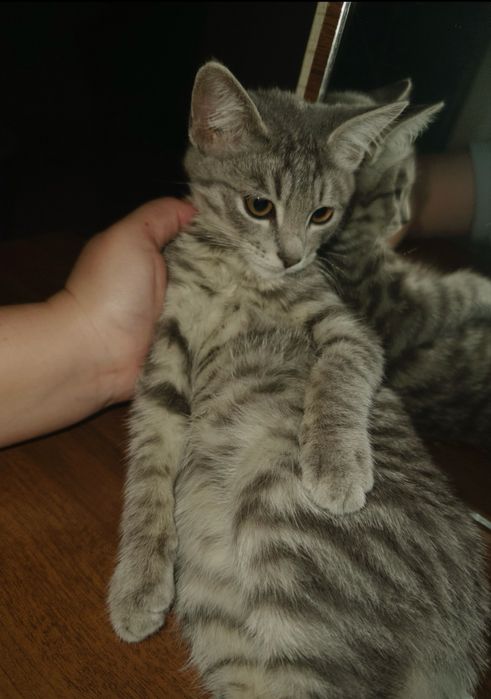 Котенок малышкаа