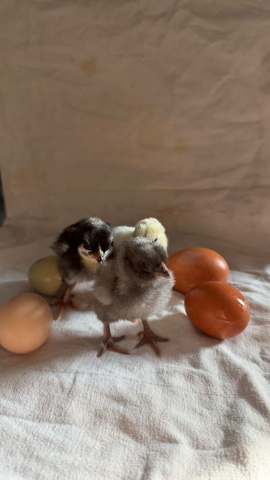 Цеплята доминант