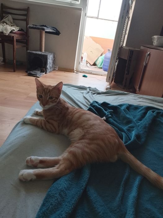 Подарявам мъжка котка