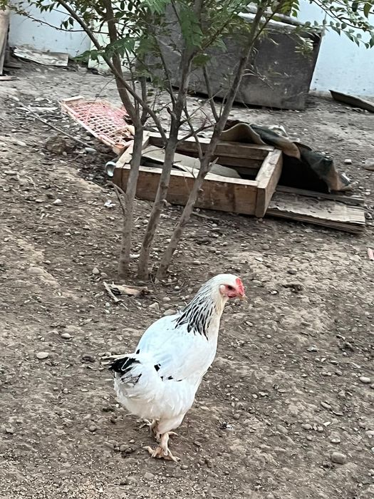 Куры молодые казахи
