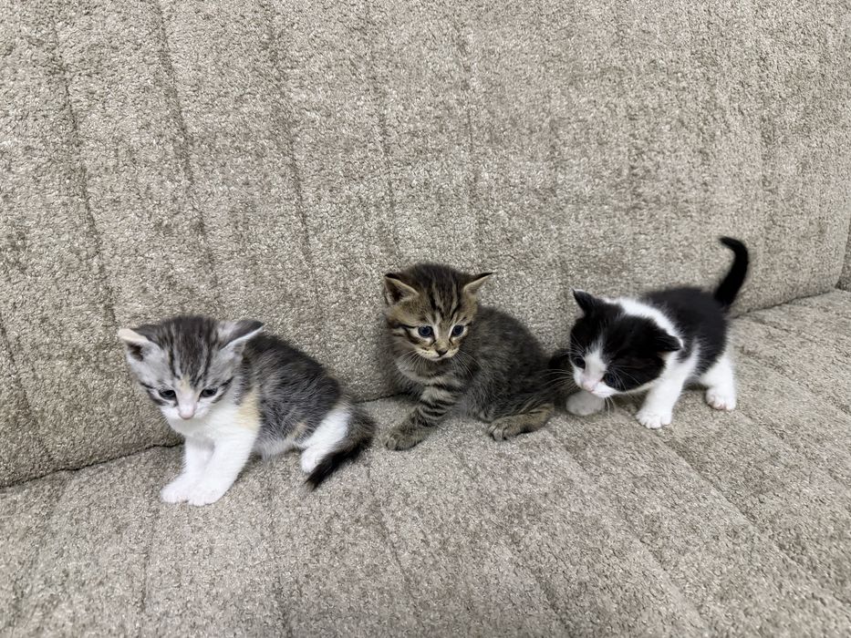 Котята Скотиш страйт
