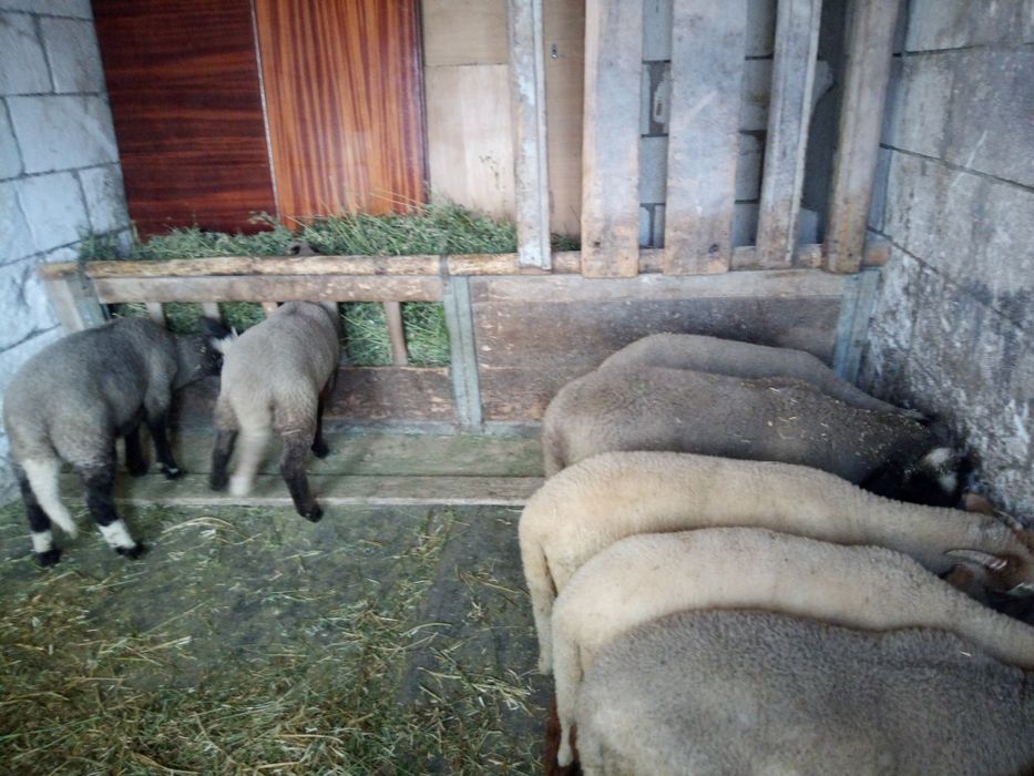 Oi tinere de vânzare