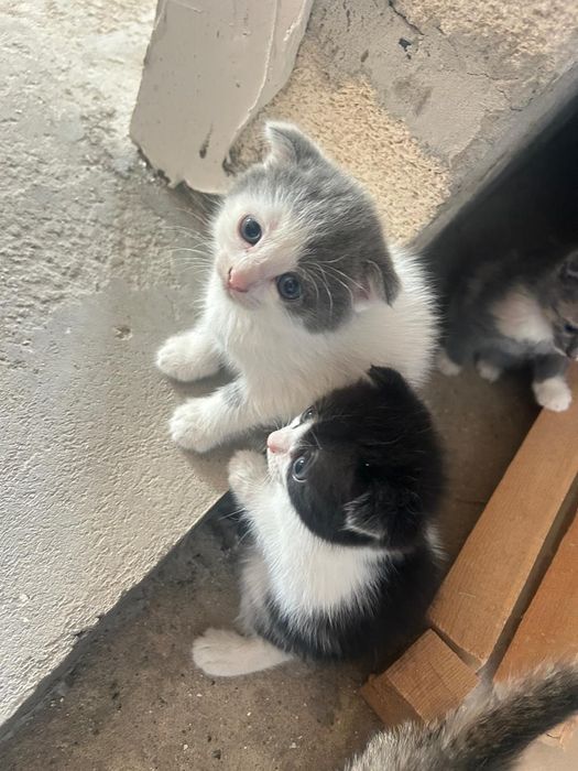 Отдам котят в добрые руки