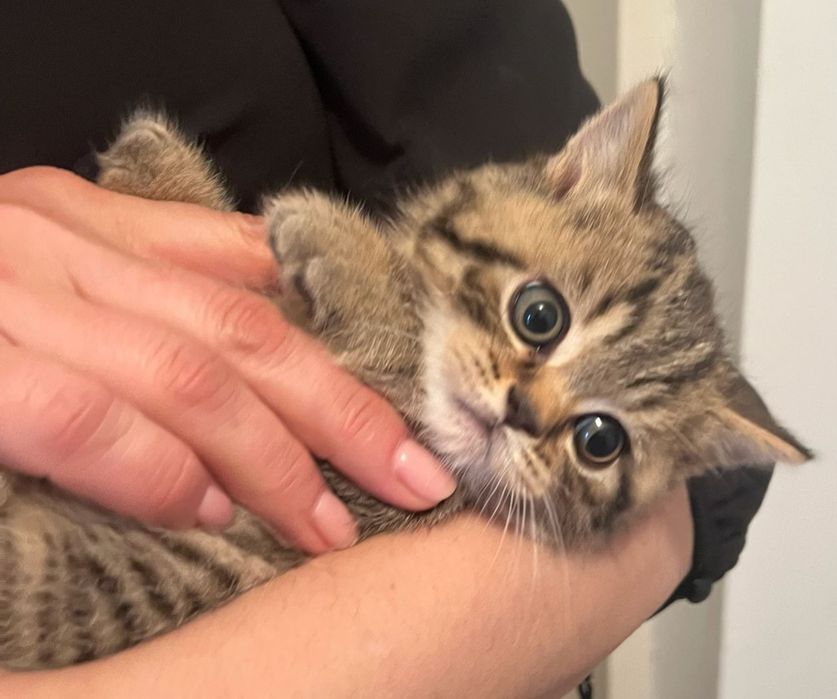 Pisic british tabby cu pedigree