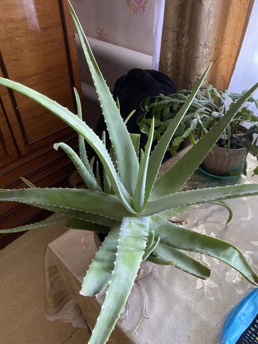 Алоэ растение разного возраста