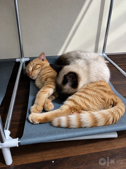 Котенок сиамский