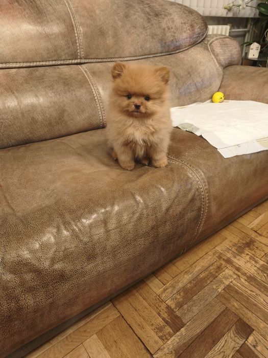 Померани-женски ваксинирани,с паспорт