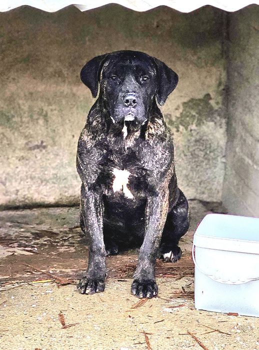 Куче Dogo Canario