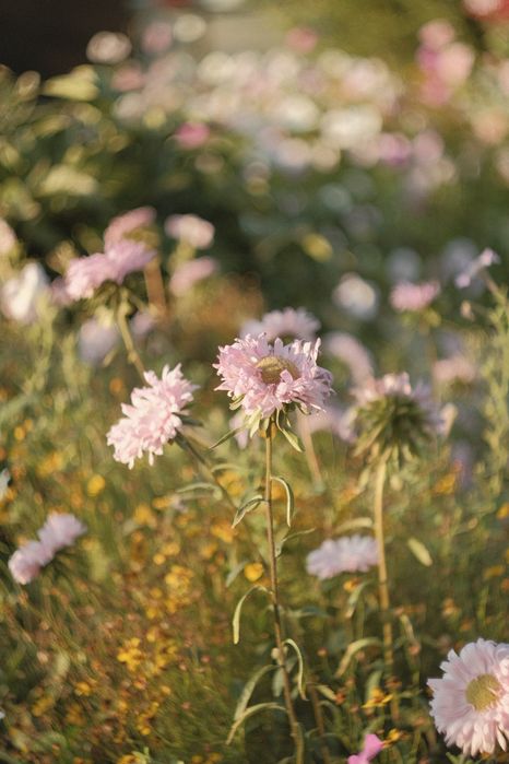 Объектив Гелиос 44-2