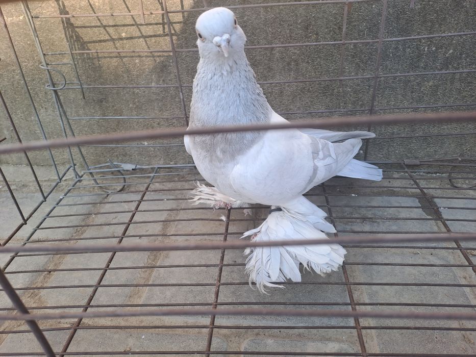 Голубь пппельный