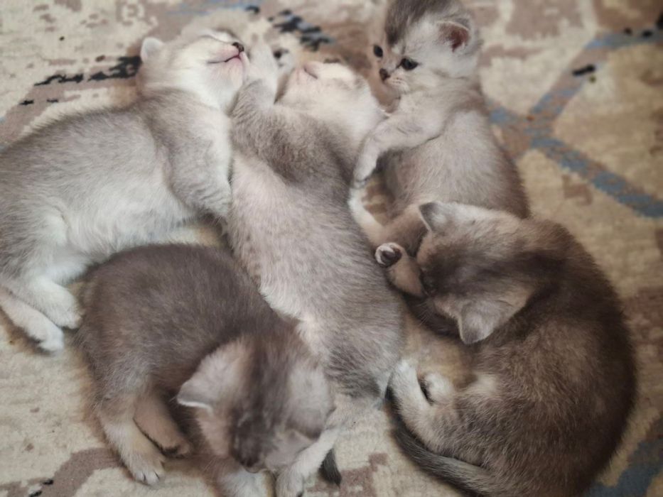 Mushuk bolasi sotiladi (Shinshilla poroda)