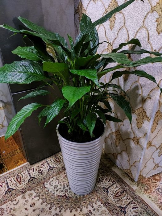 Женское счастье. Доставка