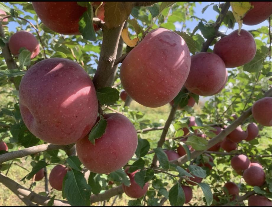 Продается земельный участок с готовым бизнесом