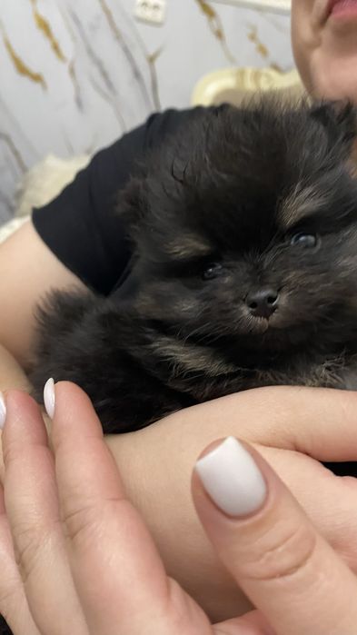 Продам памеранского шпица