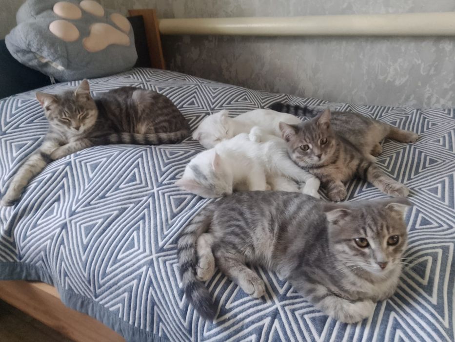 Отдам котят в добрые руки
