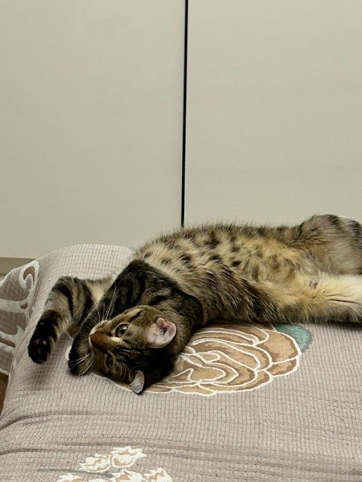 Кошка в добрые руки