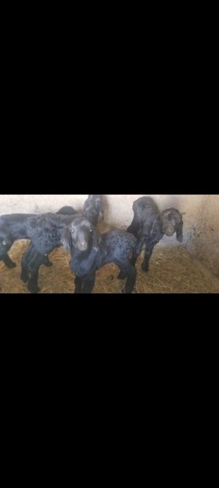 Гиссарский жетімдер