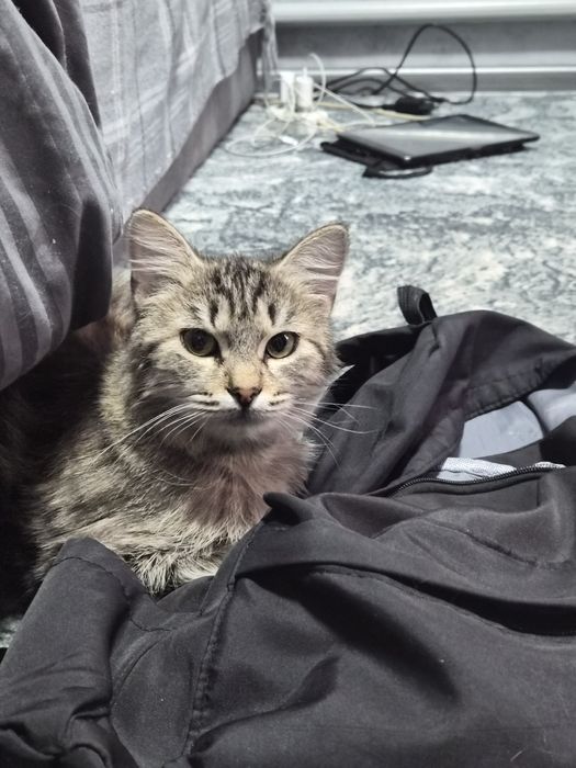 Отдадим в хорошие руки кошечку