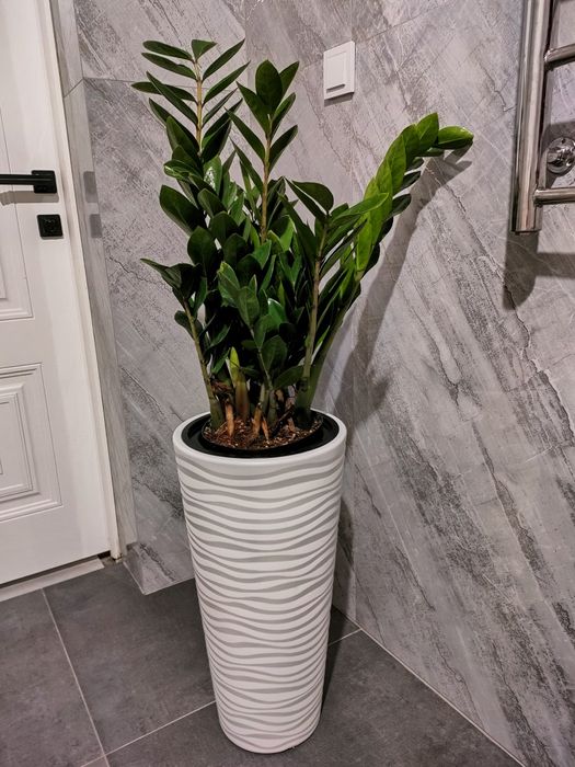 Домашние растения/  Доставка есть