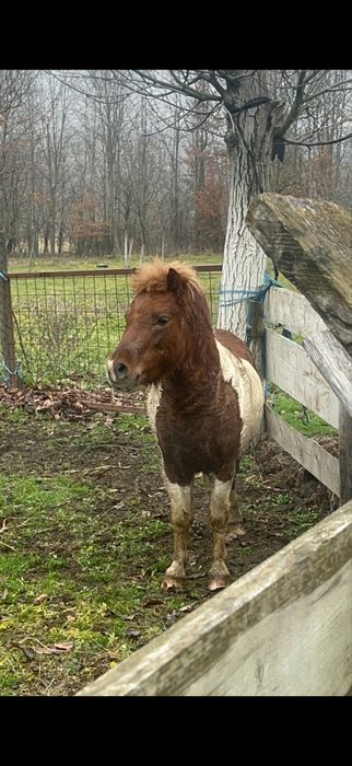 vand ponei armasar foarte cuminte