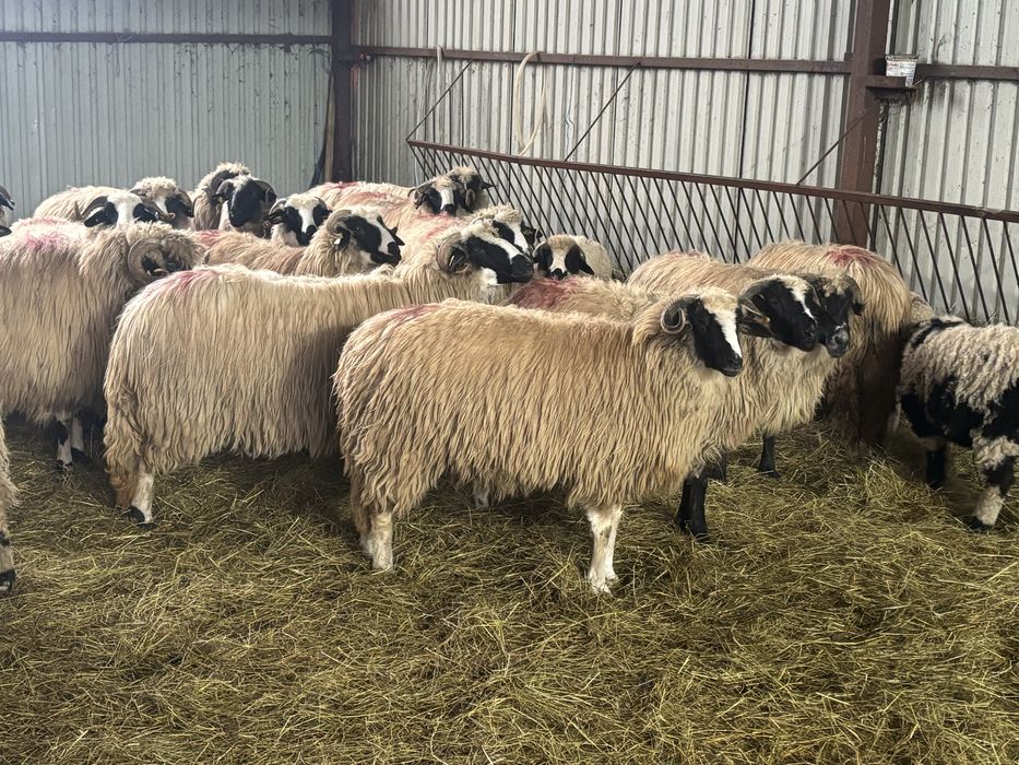 Oi de vanzare majoritatea cu mieii langa  ele