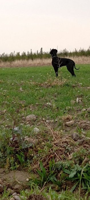 Тайган ва този зотли овчи итлар бор