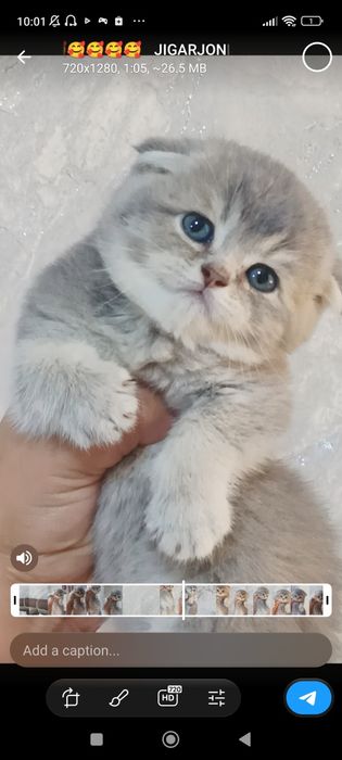 Шиншилла фолд и стирает