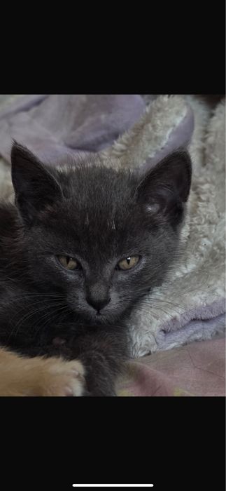 Отдаем котенка в хорошие руки