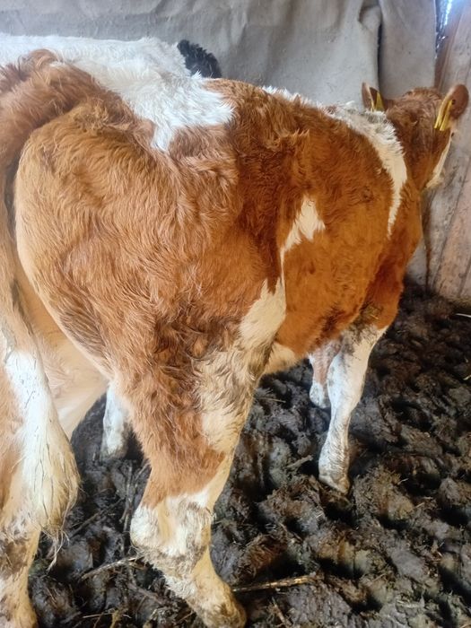 Vând 3 tăurași un belgian si doi bălțați