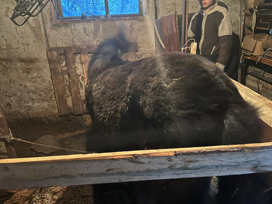 Семіз ұрғашы жабағы