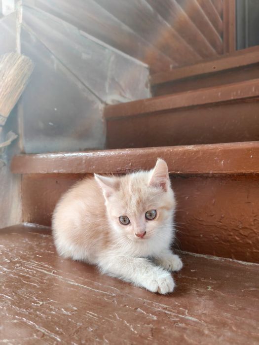 Милые котята  в добрые руки