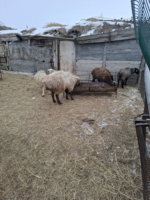 Қошқар сатылады Қарамұрын ауылы