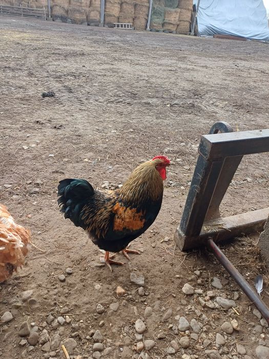 Vând cocosi de 8luni