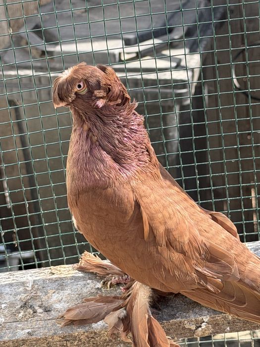 Jucatori de botosani