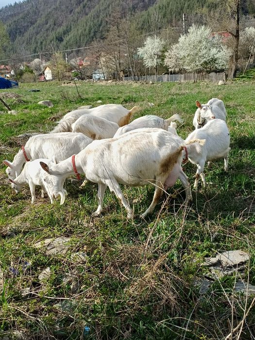 Capre Tap Sannen
