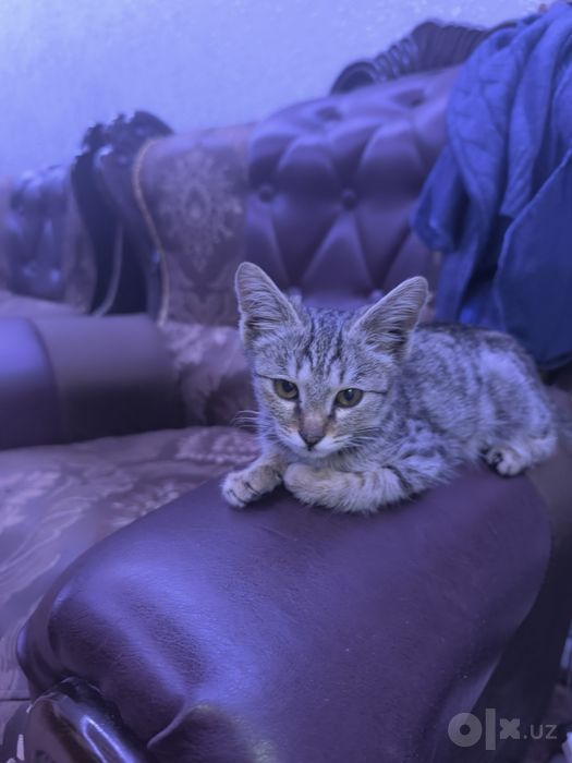 Отдам котенка в хорошие руки